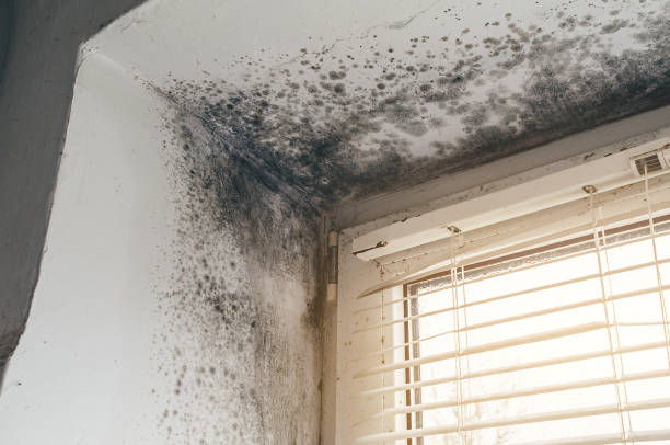 Affordable Mold Removal solutions in Hudson, MA